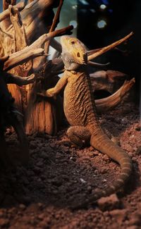 Close-up of lizard on land