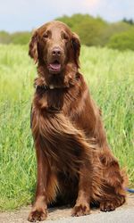 Portrait of dog sitting on field