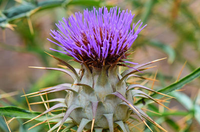 Close-up of purple flowers