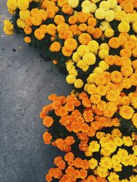 High angle view of orange flowers