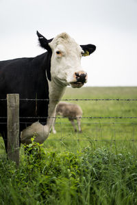 Cow in a field