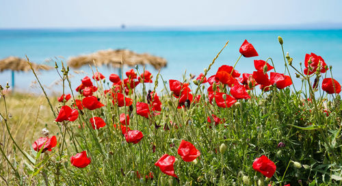 Close-up of red poppy flowers growing in sea