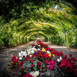 View of flowering plants in garden