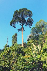 Low angle view of trees against clear blue sky