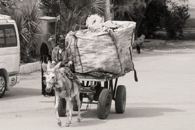 View of horse cart on road