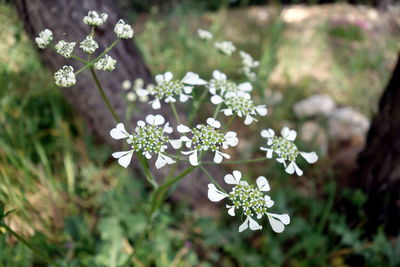 Close-up of white flowering plant