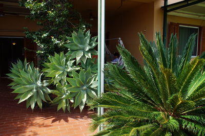 Plants and tree