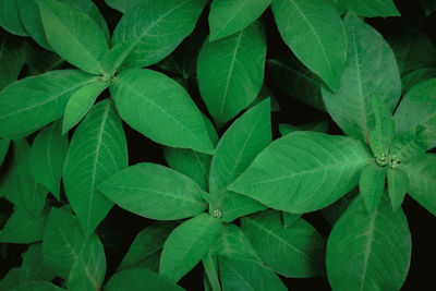 Full frame shot of green leaves