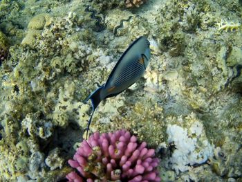 View of fish swimming in sea