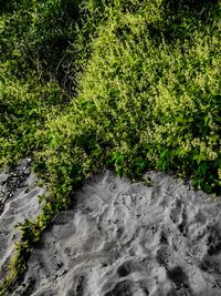 High angle view of water flowing in forest