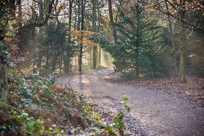 Trees and plants in autumn