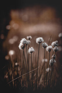 Close-up of wilted dandelion flowers on field