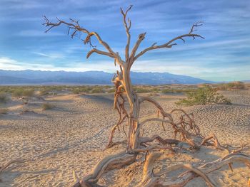 Bare tree on desert against sky