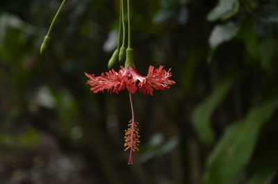 Close-up of red flowering plant