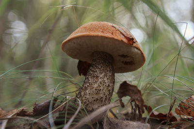 Close-up of mushroom growing in forest