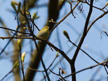 Low angle view of bird perching on branch