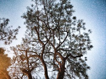 Low angle view of bare trees against clear sky