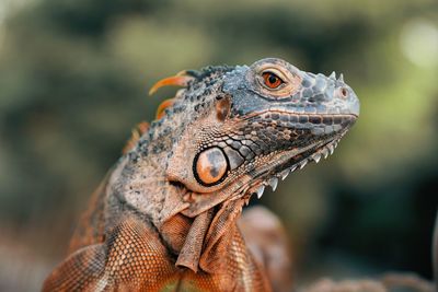 Close-up of iguana