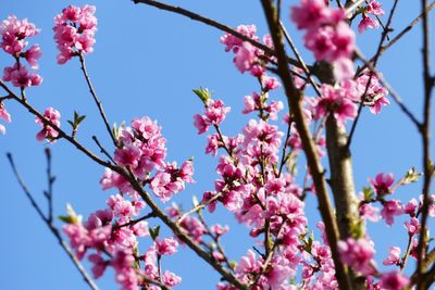 Close-up of pink cherry blossoms in spring