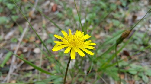 Close-up of yellow flowers blooming in park