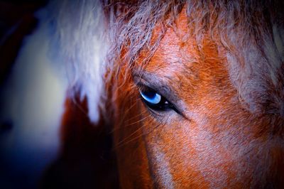 Close-up of animal eye