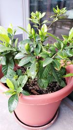 Close-up of potted plant on table