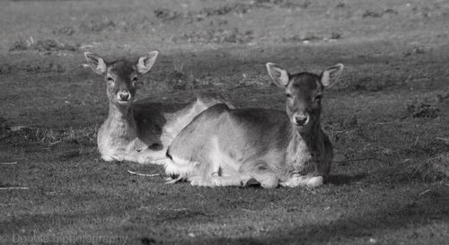 Portrait of 2 deers