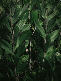 The upgrowing plant leaves of the eucalyptus plant. selective focus.