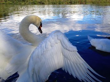 Close-up of swan swimming in lake