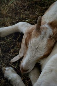 Close-up of a goat sleeping on field