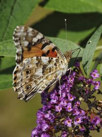 Close-up of butterfly pollinating on purple flower