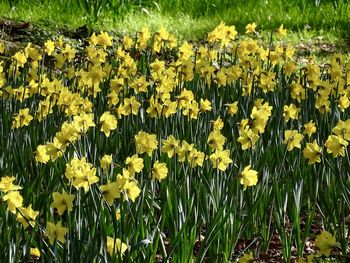 Close-up of yellow flowering plants on field