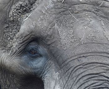 Close-up of elephant