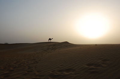 Man on camel at beach against sky during sunset