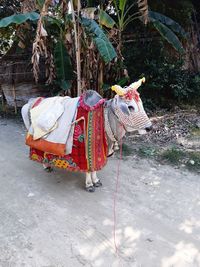 View of a horse cart