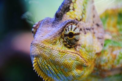 Close-up of lizard