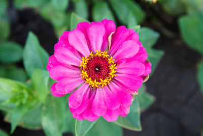 Close-up of pink flower