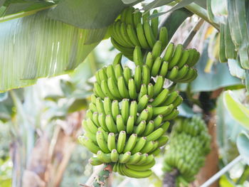 Close-up of banana tree