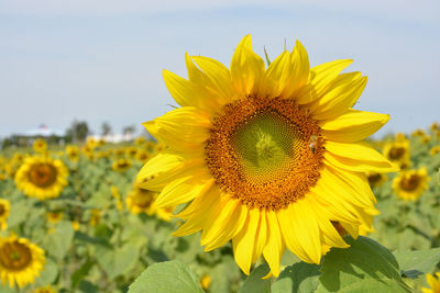 Close-up of sunflower