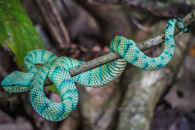 Close-up of lizard on tree