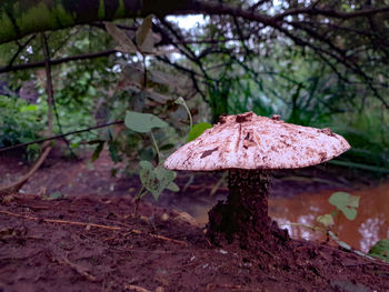 Close-up of mushroom growing in forest