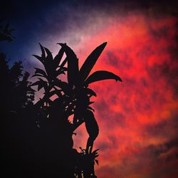 Silhouette of tree against dramatic sky