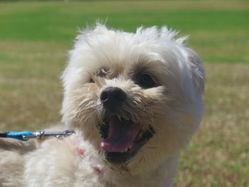 Close-up portrait of dog on field