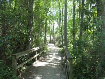 Footpath amidst trees in forest