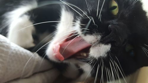 Close-up portrait of cat yawning on bed at home