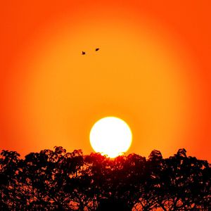 Low angle view of silhouette trees against orange sky