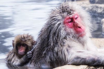 Portrait of monkey on snow and hot spring 