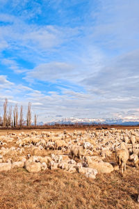 Flock of sheep on grass against sky