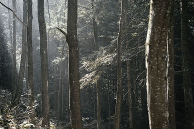 Trees in forest during winter