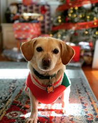 Portrait of dog on floor at home